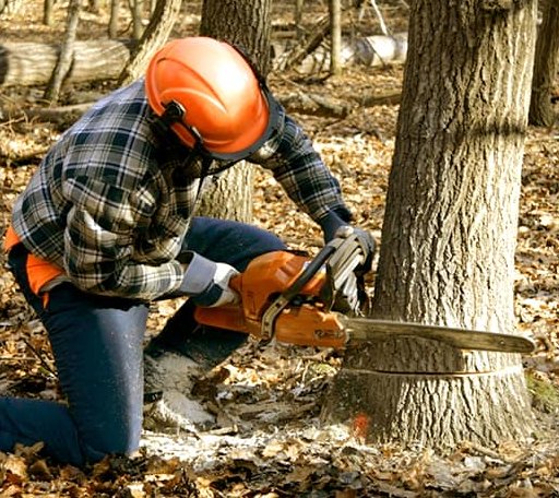 Tree Removal in Brookville, OH